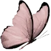 🦋