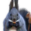 🐿️