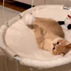 🐾