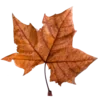 🍁