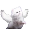🪽