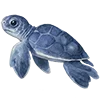 🐢