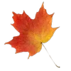 🍁