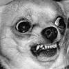 🐕