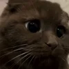 🐾