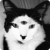 🐈‍⬛