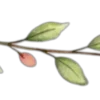 🌱