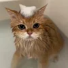🐾
