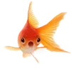 ❔