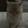 🐾