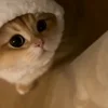 🐾