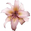 🤩