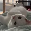 🐾