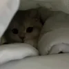 🐾