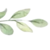 🌱