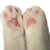 🐾
