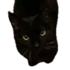🐈‍⬛