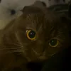🐾