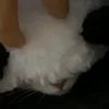 🐾