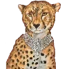 🐆