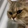 🐾