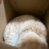 🐾