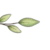 🌱
