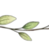 🌱