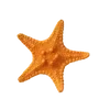 🌟