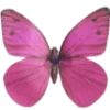 🦋