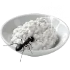 🍚