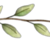 🌱