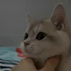 🐾