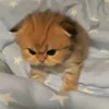🐾
