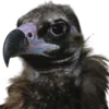 🦅