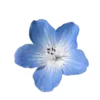 💠