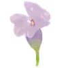 🌸