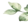 🌱