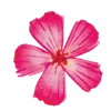 🌸