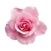 🌸