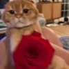 🌹