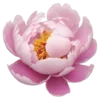 🌸