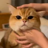 🐾