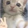 🐈