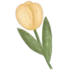 🌷