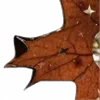 ⭐️