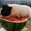 🍉