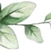 🌱