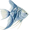 🐟