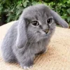 😸